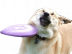 egeis