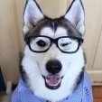 whitewlf
