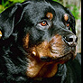 rott