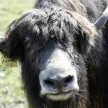 Yak