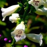 fern459