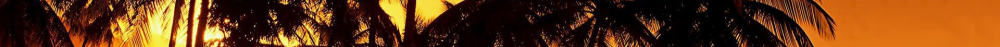 Palm Sunset.png
