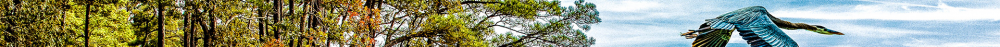 Bird.png