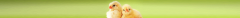 chicks