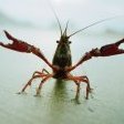 Crawdadius