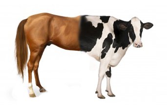 horsecow.jpg.22401ba97594d595310e0240e7e2389a.jpg