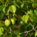 Manchineel