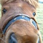 Clydesdale