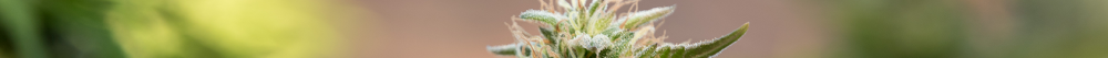 banner.thumb.png.c458e65d6e3e0d61cd04373a83d12639.png