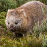 yellow_wombat