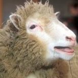 Sheepster