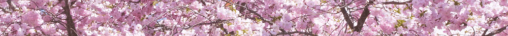 blossom2.png