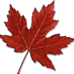 maple