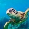 Tortuga