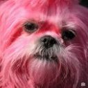 rosydog