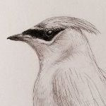 waxwing