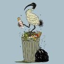 Ibis