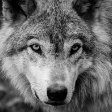 DCWolfie