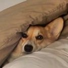 Corgex