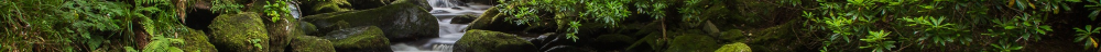 forest_stream.png