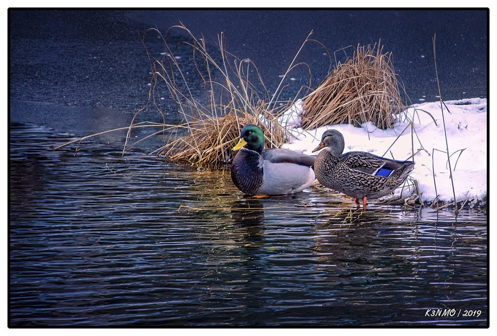 The Drake & Hen in the Heart Shaped Pond EDIT 2021 {2019}=KRM02.jpg