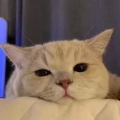 YaNGV
