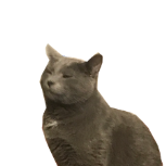 wupasscat