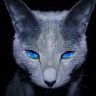 bluecat