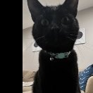 strictlyforcatpics