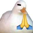 sloqlap