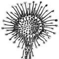 drosera