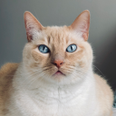 LinkTheCat