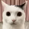 MrTroll