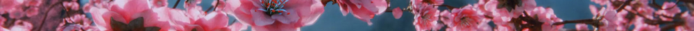 Unraid-Banner-Blossom.png