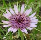 salsify