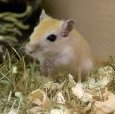 PuzzlingGerbil